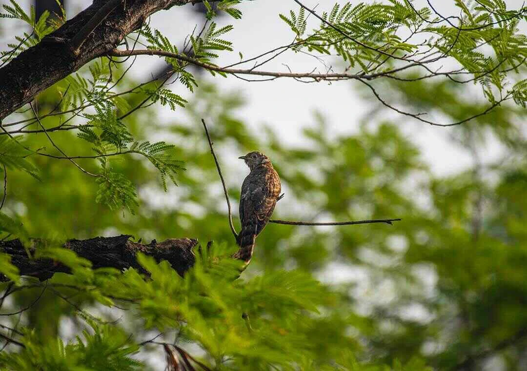 Red-chested Cuckoo wide